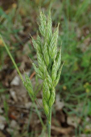 Bromus hordeaceus agg., Weiche Trespe