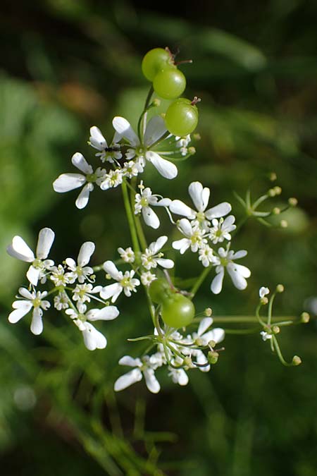 Bifora radians \ Strahlen-Hohlsame, Stink-Koriander / Wild Bishop, D Gr&uuml;nstadt-Asselheim 16.6.2021