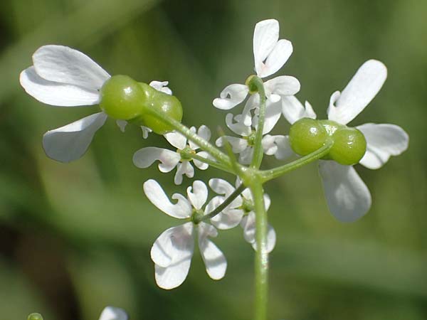 Bifora radians \ Strahlen-Hohlsame, Stink-Koriander / Wild Bishop, D Gr&uuml;nstadt-Asselheim 16.6.2021
