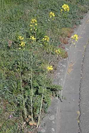 Brassica rapa, Field Mustard