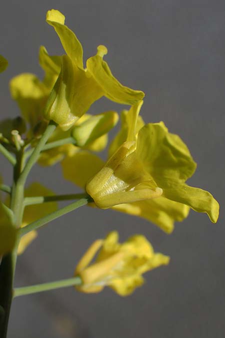 Brassica rapa \ Stoppelr�be, R�bsen / Field Mustard, D Mannheim 18.4.2022