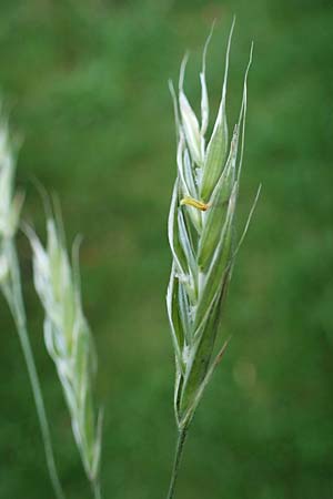 Bromus riparius, Ufer-Trespe