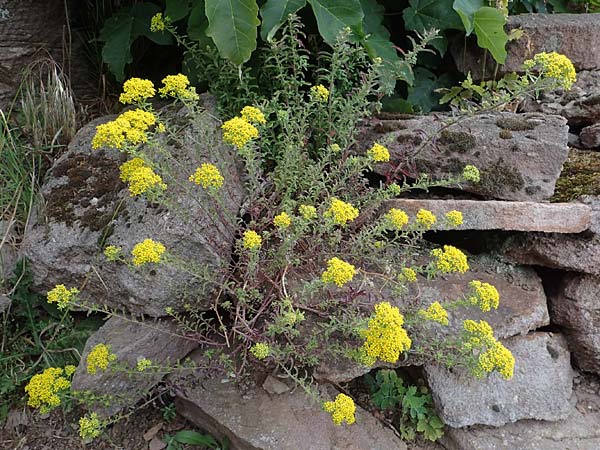 Alyssum murale \ Mauer-Steinkraut, D Th&uuml;ringen, Kyffh&auml;userdenkmal 8.6.2022