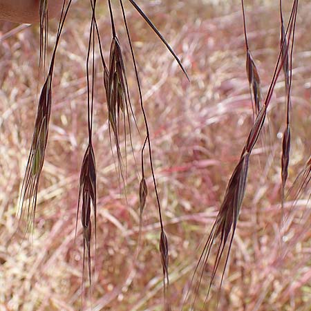 Bromus tectorum \ Dach-Trespe / Drooping Brome, D Th&uuml;ringen, Herrnschwende 14.6.2023