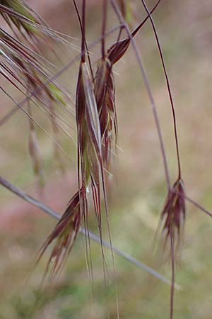 Bromus tectorum \ Dach-Trespe / Drooping Brome, D Th&uuml;ringen, Herrnschwende 14.6.2023