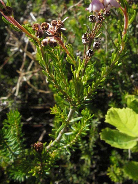 Erica spiculifolia \ �hren-Heide / Spike Heath, D Botan. Gar.  Universit.  Mainz 4.8.2007