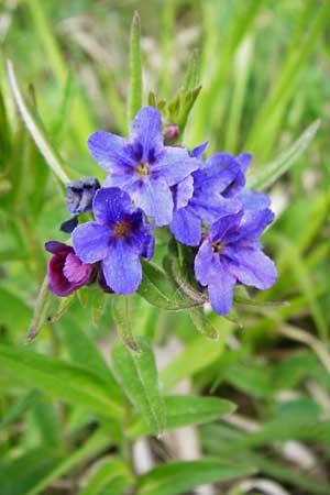 Lithospermum purpurocaeruleum \ Blauroter Steinsame / Purple Gromwell, D N&uuml;dlingen 9.5.2015