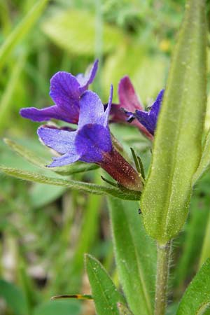 Lithospermum purpurocaeruleum \ Blauroter Steinsame / Purple Gromwell, D N&uuml;dlingen 9.5.2015