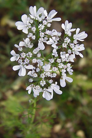 Coriandrum sativum \ Koriander / Coriander Seeds, Cilandro, D Mosbach 18.7.2015