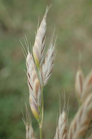 Bromus secalinus \ Roggen-Trespe / Cheat Grass, Chess Grass, D L&uuml;tzelbach 24.6.2017