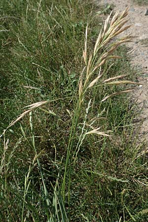 Bromus sitchensis, Alaska Brome