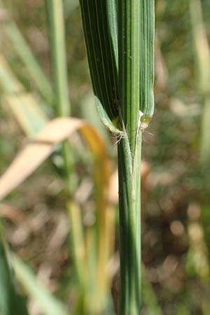 Bromus sitchensis \ Sitka-Trespe / Alaska Brome, D Frankfurt-Fechenheim 20.6.2018