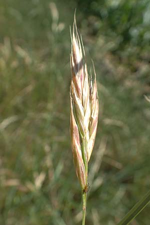 Bromus sitchensis \ Sitka-Trespe / Alaska Brome, D Frankfurt-Fechenheim 20.6.2018