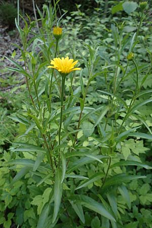 Buphthalmum salicifolium \ Weidenbl�ttriges Ochsenauge, Rindsauge / Yellow Ox-Eye, D Spaichingen 26.6.2018
