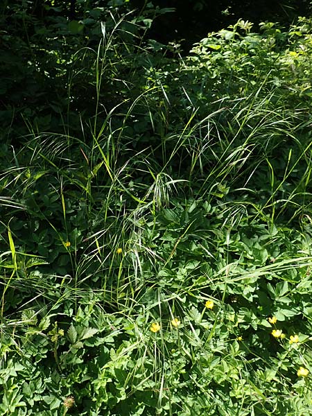 Bromus sterilis \ Taube Trespe / Poverty Brome, D Weinheim an der Bergstra&szlig;e 7.5.2020