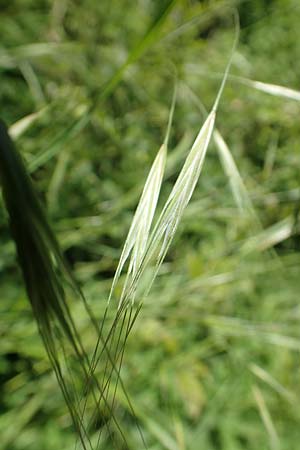 Bromus sterilis \ Taube Trespe / Poverty Brome, D Weinheim an der Bergstra&szlig;e 7.5.2020