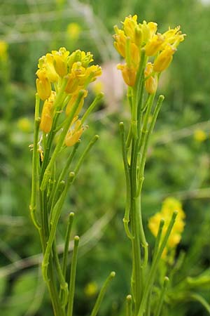 Barbarea stricta, Small-Flowered Winter Cress