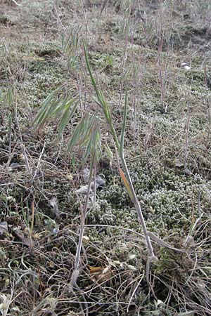 Bromus tectorum \ Dach-Trespe / Drooping Brome, D Sandhausen 23.4.2007