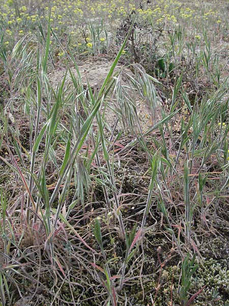 Bromus tectorum \ Dach-Trespe / Drooping Brome, D Sandhausen 23.4.2007