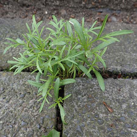 Bidens triplinervia var. macrantha \ Dreinerviger Zweizahn / Three-Nerved Beggarticks, D Bochum 9.8.2021