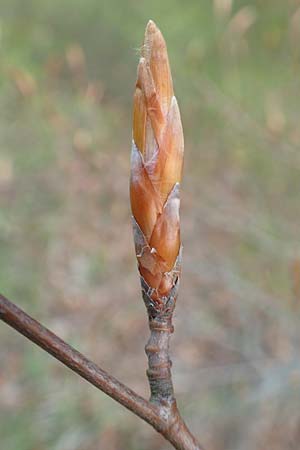 Fagus sylvatica \ Rot-Buche / Beech, D Odenwald, Breuberg 28.4.2016