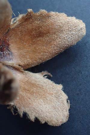 Fagus sylvatica \ Rot-Buche / Beech, D Mannheim 27.12.2016