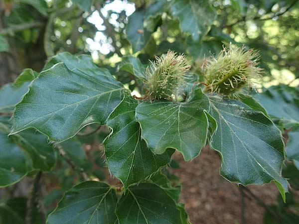 Fagus sylvatica \ Rot-Buche / Beech, D Mannheim 18.5.2018