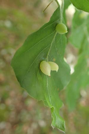 Fagus sylvatica \ Rot-Buche / Beech, D Beuron 26.6.2018