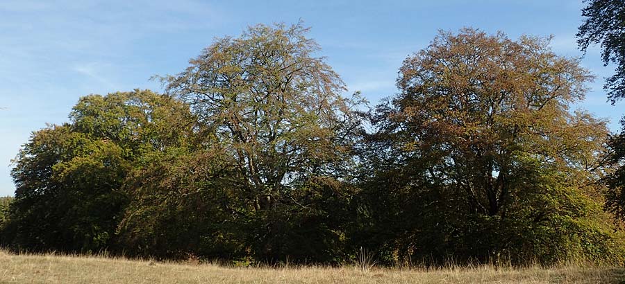 Fagus sylvatica \ Rot-Buche / Beech, D Gladenbach 8.10.2018