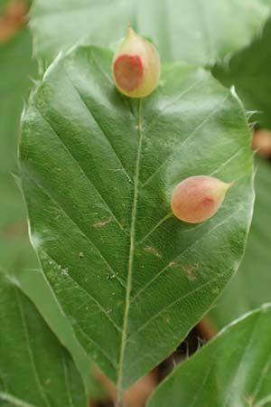 Fagus sylvatica \ Rot-Buche / Beech, D Seeheim an der Bergstra&szlig;e 12.5.2020