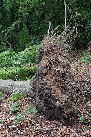 Fagus sylvatica \ Rot-Buche / Beech, D Seeheim an der Bergstra&szlig;e 12.5.2020