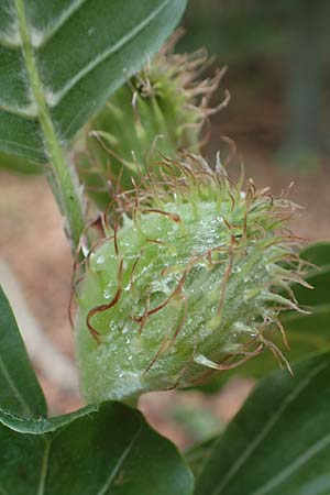Fagus sylvatica \ Rot-Buche / Beech, D Seeheim an der Bergstra&szlig;e 12.5.2020