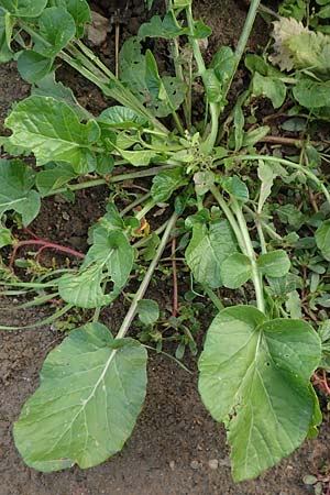 Barbarea vulgaris \ Gew�hnliches Barbarakraut / Winter Cress, D Mannheim 5.10.2015