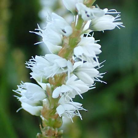 Bistorta vivipara \ Kn�llchen-Kn�terich / Alpine Bistort, D Pfronten 28.6.2016