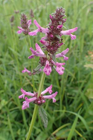 Betonica officinalis, Echte Betonie, Heil-Ziest