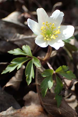 Anemone nemorosa, Wood Anemone