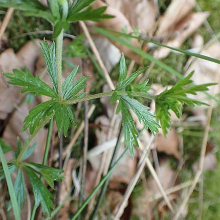 Potentilla erecta \ Blutwurz / Tormentil, D Odenwald, Grasellenbach 26.5.2019
