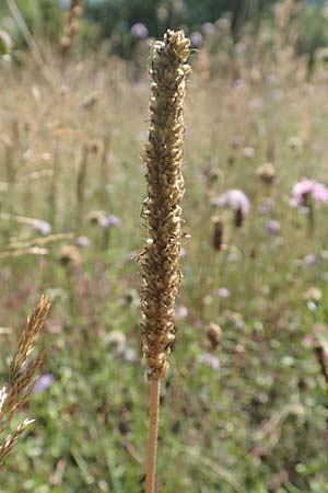 Plantago major, Greater Plantain