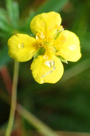 Potentilla erecta \ Blutwurz / Tormentil, D Neum&uuml;nster, Dosenmoor 16.9.2021