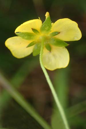 Potentilla erecta \ Blutwurz / Tormentil, D Neum&uuml;nster, Dosenmoor 16.9.2021