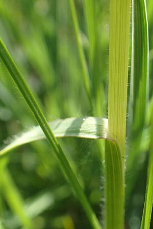 Bromus erectus \ Aufrechte Trespe, Berg-Trespe / Erect Brome, D Ketsch 21.5.2020