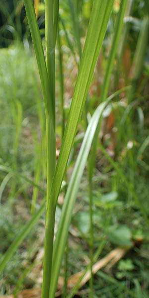 Bolboschoenus yagara ? \ Verkannte Strandsimse / River Bulrush, D Germersheim 17.8.2021