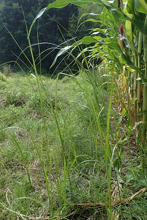 Bolboschoenus yagara ? \ Verkannte Strandsimse / River Bulrush, D Germersheim 17.8.2021