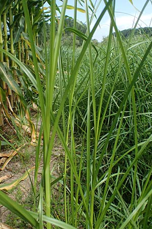 Bolboschoenus yagara ? \ Verkannte Strandsimse / River Bulrush, D Germersheim 17.8.2021