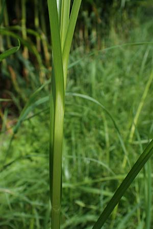 Bolboschoenus yagara ? \ Verkannte Strandsimse / River Bulrush, D Germersheim 17.8.2021