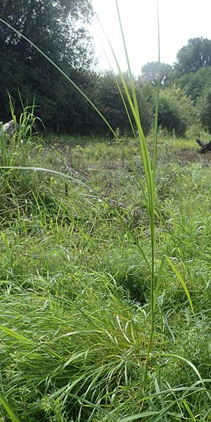 Bolboschoenus yagara ? \ Verkannte Strandsimse / River Bulrush, D Germersheim 17.8.2021