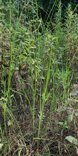 Bolboschoenus yagara ? \ Verkannte Strandsimse / River Bulrush, D Germersheim 17.8.2021