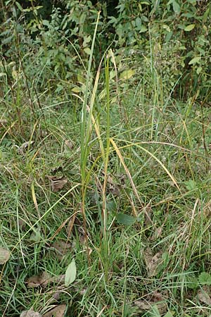 Bolboschoenus yagara ? \ Verkannte Strandsimse / River Bulrush, D Germersheim 15.10.2021
