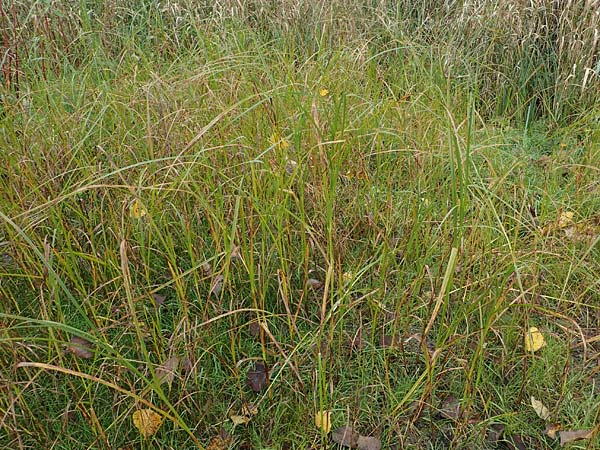 Bolboschoenus yagara ? \ Verkannte Strandsimse / River Bulrush, D Germersheim 15.10.2021