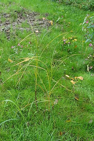 Bolboschoenus yagara ? \ Verkannte Strandsimse / River Bulrush, D Germersheim 6.10.2022